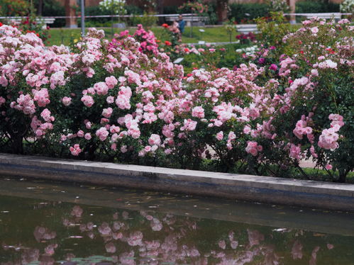 乱七八糟的品种介绍