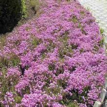 北方露天过冬的宿根花卉