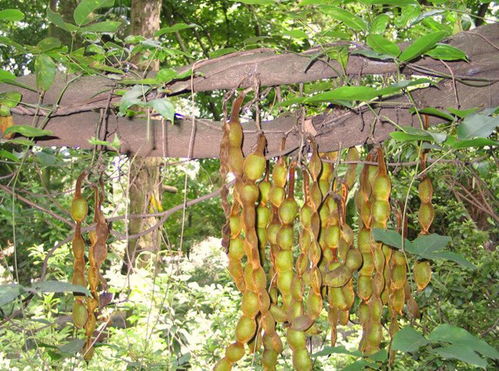 油麻藤种子浸泡大揭秘：时间长短的困惑