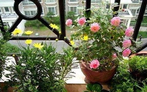 室内养花的好处