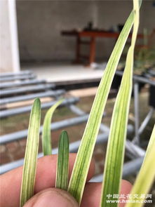 驱蚊草：传说中的驱蚊神草