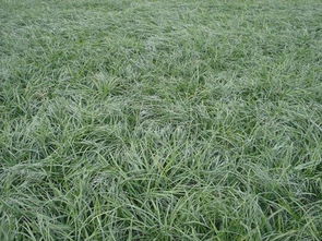 园林中的细叶麦冬：小小植株的大用途