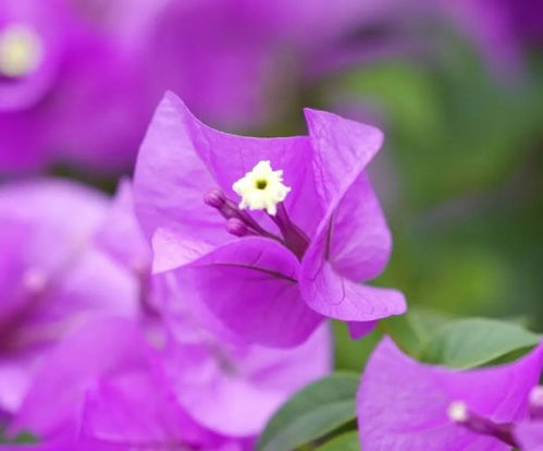 三角梅秋季养护，这些细节不Neng忽视！