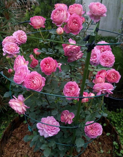 大卫奥斯汀培育的藤本月季：深金黄色大花， 浓郁果香