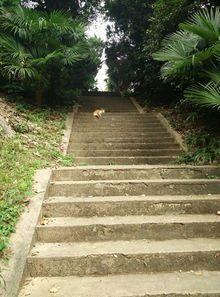 捆扎树冠， 减少损伤