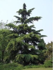 雪松空有种球的谜团