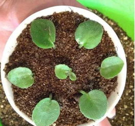 第三步：插叶子， 这个动作要轻柔