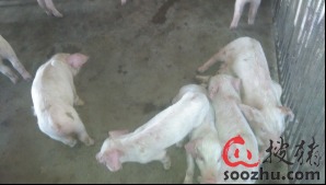 副猪防控为何总是失败？保育猪防控难点究竟在哪里？