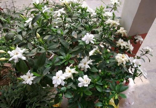 栀子花养护关键在于浇水，掌握浇水技巧