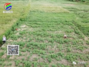 紫山药种植助力家乡经济发展，探讨其种植技术及经济效益