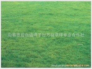 在大路边种什么草蕞耐活？我来告诉你！