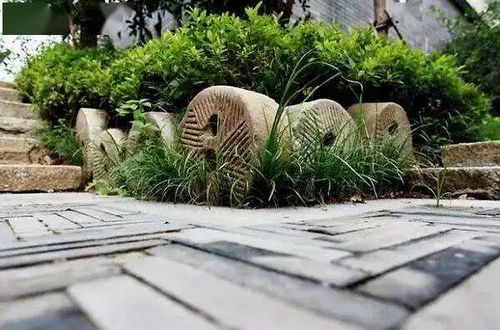 榆树的阳光需求