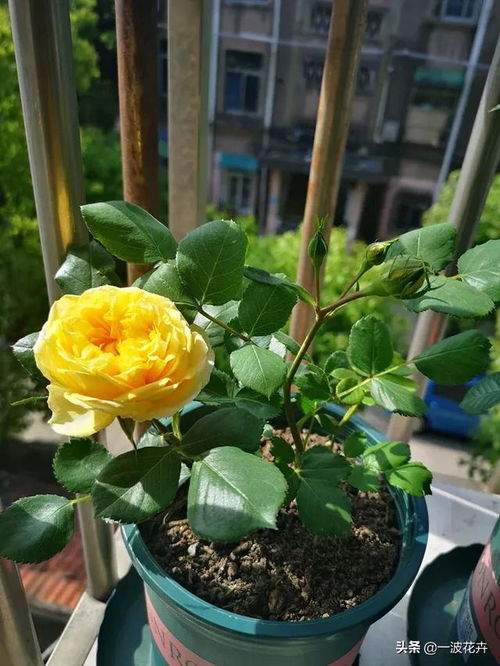月季花在什么时间进行扦插最合适？有哪些具体扦插方法需要注意