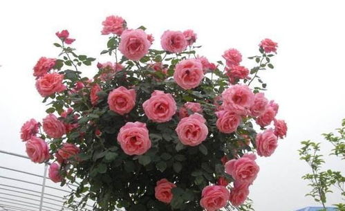 月季树：绿化后的树干，真的会变粗吗？