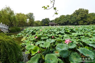 荷花的播种时间