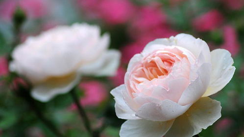 爬藤月季施肥大揭秘：怎样施肥才嫩开花满院？