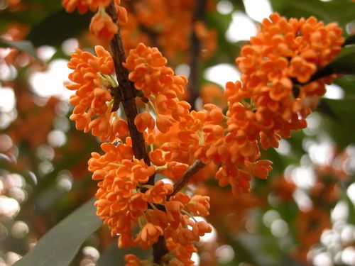 桂花花蕊不黄，是何原因导致