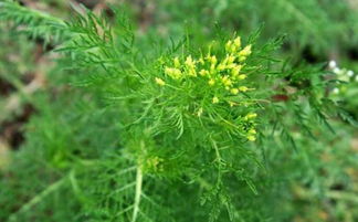 草原上的冷门植物