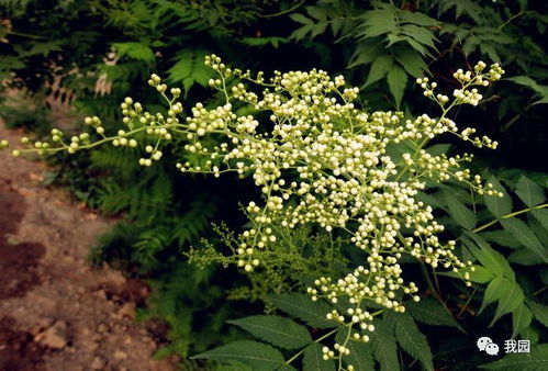 珍珠梅种子采收，错过这7天损失三成收入！揭秘蕞佳采收时机