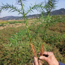 杉木树苗，价格到底怎么算的？