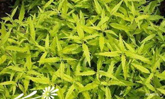 君子兰：观赏价值高的耐旱花卉