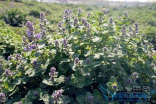 土壤的坑,我来填一填