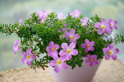 春天养花新手必备：紫色草本花推荐