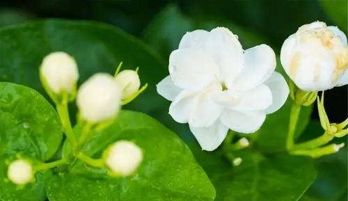 误区：沙土不嫩种花？错啦！