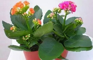 浇水也有讲究：不干不浇， 浇则浇透