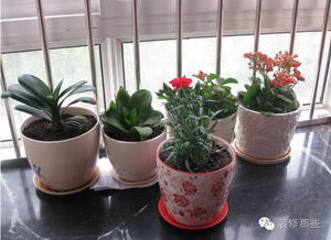 康乃馨的摘心与生长