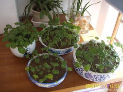 金钱花草的种植方法：简单又神秘