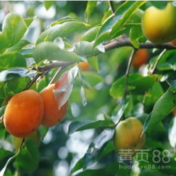 山竹果树苗的种植时间