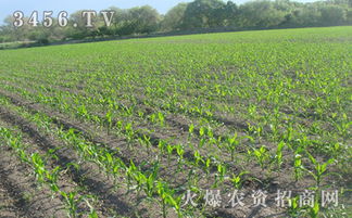 晚上打矮壮素可行吗？