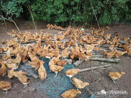 林地养鸡技术：在林地环境中饲养鸡