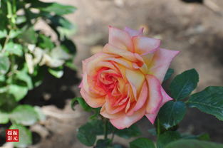 月季，春日里的舞者