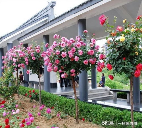 树状月季， 花开得美，像个小姑娘