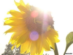 向日葵：追逐阳光的忠诚守望者