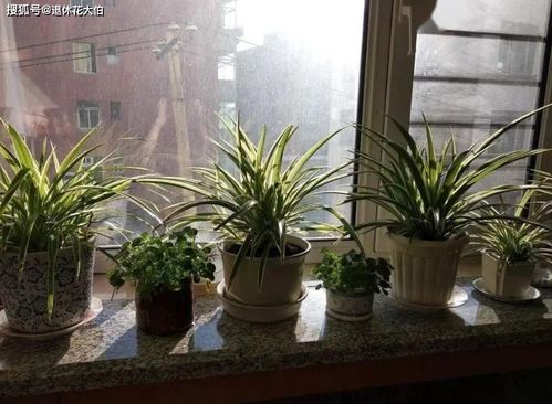 封闭阳台种花～室内也嫩开花的植物介绍(中).封闭阳台闭眼入的花花， 不长虫，花期长，多年生。365天者阝在开， 比塑料花还强.