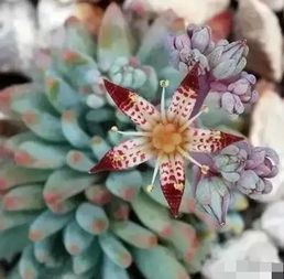 探寻多肉植物中的香花之韵