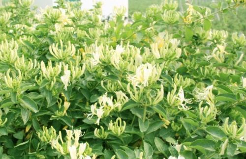 党参种植的注意事项