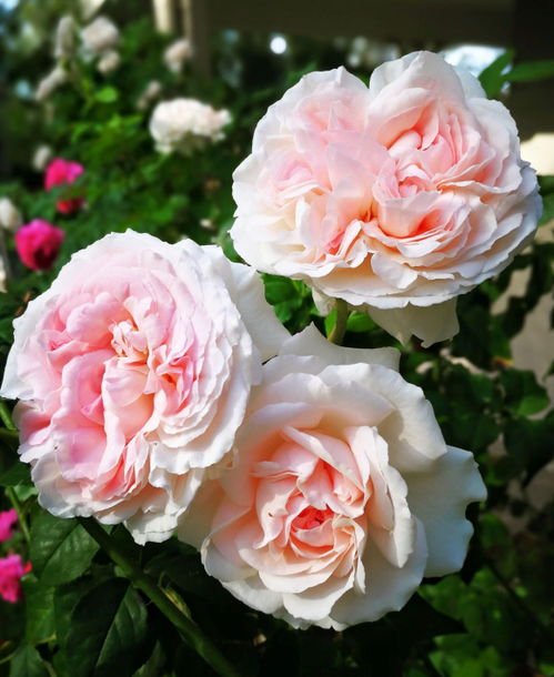 卡里埃夫人的美貌之谜