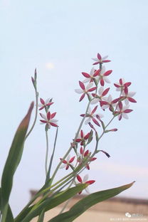 球根鸢尾种植，如何让花朵绽放更艳丽