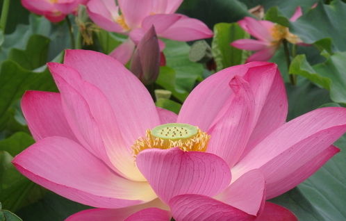 睡莲：优雅的池塘伴侣