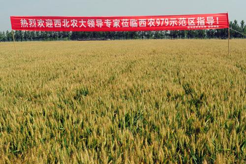 西农979小麦种植需注意土壤、水分、病虫害防治等基础条件
