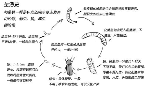 饲料中脂蛋白水平对养殖效益有何影响？不同动物需求标准及调控方法有哪些？