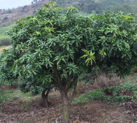 芒果树苗价格不一，一般几元到几十元不等