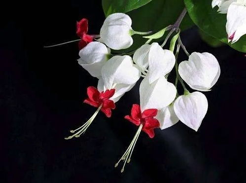 光照与土壤的完美结合