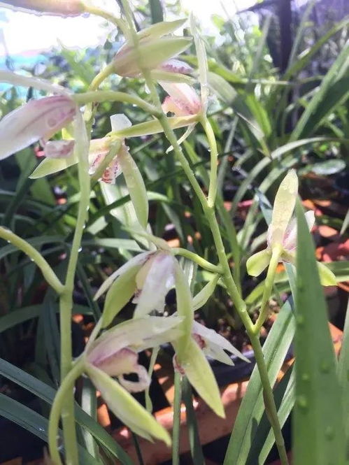 松树果：兰花养殖的秘密武器