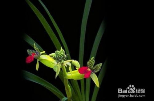 浇水时的注意事项， 不Neng大意