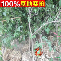 庭院种植腊梅树，行不行啊？